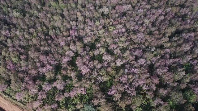 aerial from drone, Pink sakura tree or Wild Himalayan Cherry on mountain, Unseen Thailand at phu lom lo Loei Thailand.