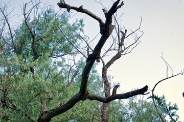 sky seen through the trees