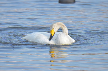 Obraz premium はくちょう
