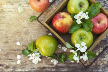 juicy spring green red apples with flowers