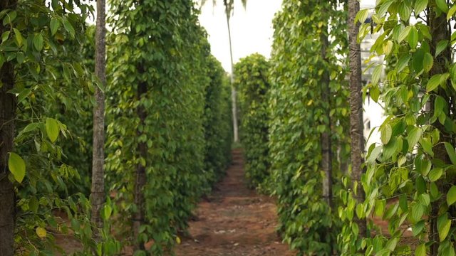 Slowmotion steadycam shot of pepper plants at a pepper farm in Asia