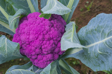 Close up.Red cabbage(purple cabbage) is use for salads and coleslaw.