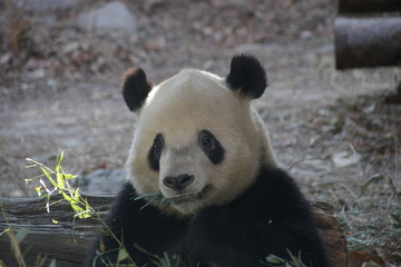 Giant Panda Eats Bamboo Leaves, China