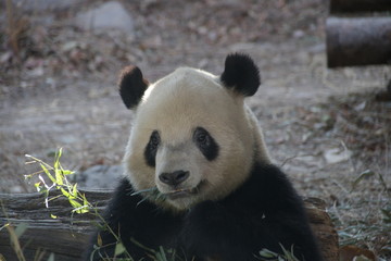 Obraz premium Giant Panda Eats Bamboo Leaves, China
