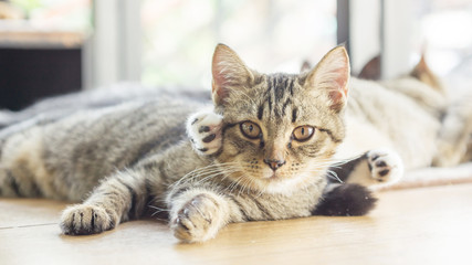 Gray striped kitty lying in the room.