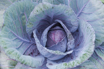 Close up.Decorative purple cabbage(Brassica oleracea).