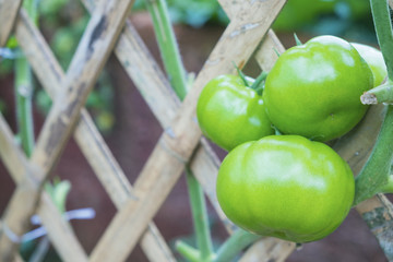 Fresh green tomatoes on bamboo strips weave in the garden.