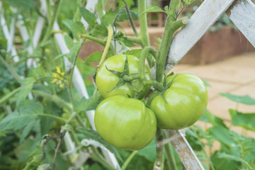 Fresh green tomatoes on white bamboo strips weave in the garden.