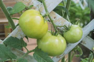 Fresh green tomatoes on white bamboo strips weave in the garden.