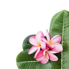 Frangipani plumeria flower on white