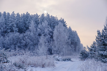 beautiful winter forest and the sun through the haze of fog