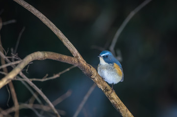青い鳥