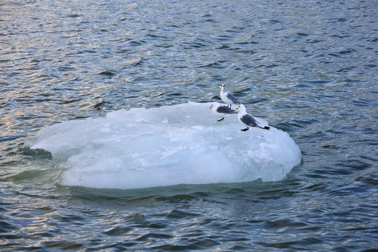 Iceberg with resting seabirds
