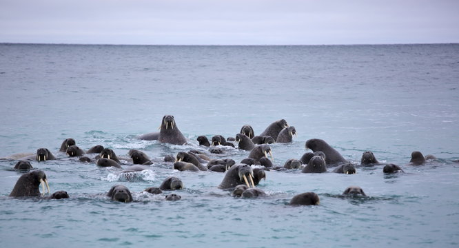 Walrus in the sea
