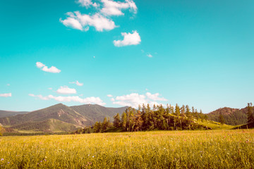 Field of golden grass and turquoise sky in  Altai Mountains, retro toning