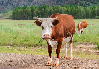 Red cow with white muzzle against  backdrop of Altai Mountains