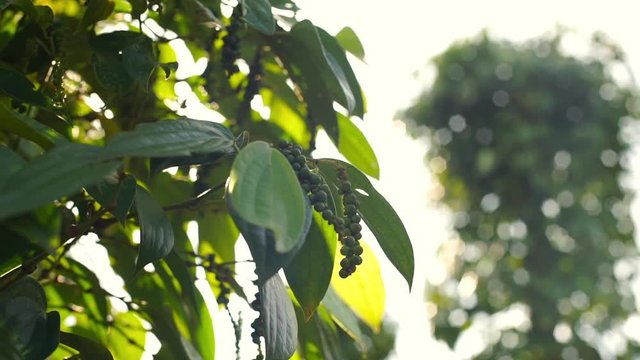 Slowmotion shot of pepper plants at a pepper farm in Asia