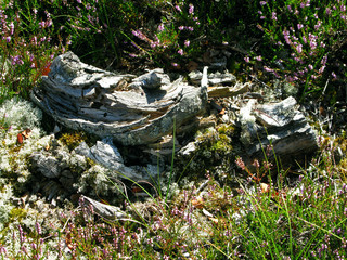Laesoe / Denmark: Moos and lichen covered old tree trunk at the wayside in the nature reserve...