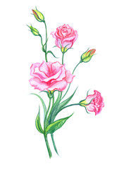 Bouquet of pink eustoma, watercolor painting on white background, isolated with clipping path. Pink lisianthus, hand drawing.