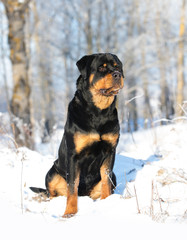 young purebred rottweiler  in the nature
