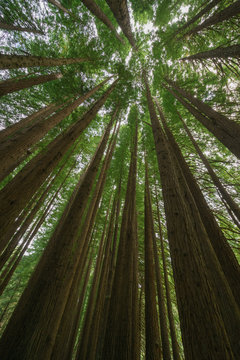 Californian Redwood Forest, Great Otway National Park, Victoria, Australia. © rossco