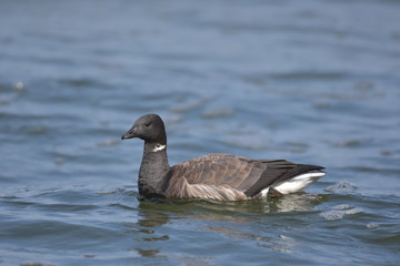 Branta bernicla