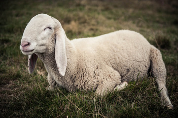 Naklejka premium Sheep lying on the park