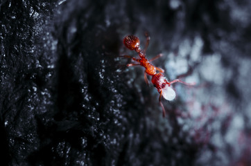 red ant carrying larva