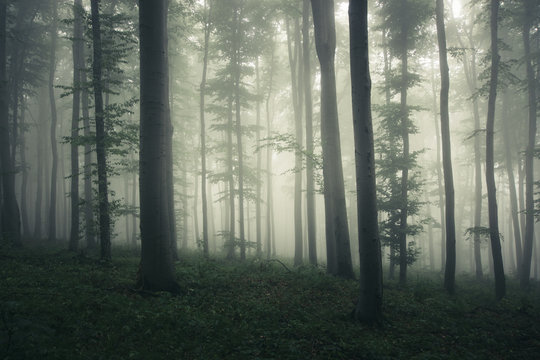 Fototapeta foggy woods background, fantasy landscape