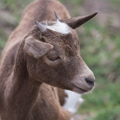 White and brown wild goat, head