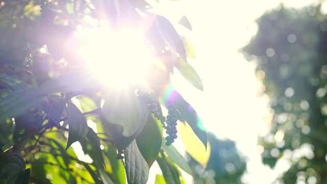 Slowmotion shot of pepper plants at a pepper farm in Asia