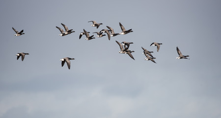 Brent Goose, Branta bernicla