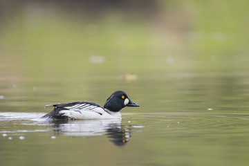 the common goldeneye