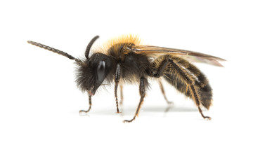 Male Andrena Mining-bee