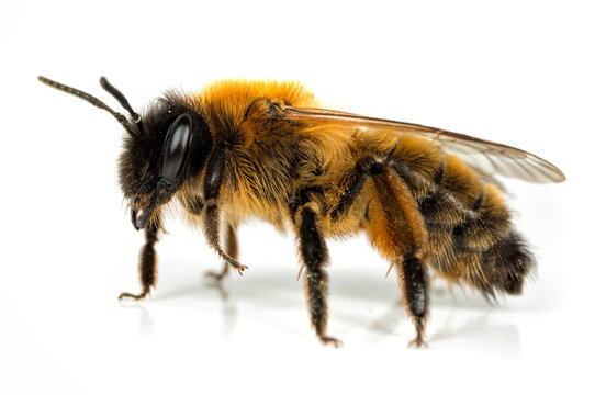 Female Andrena Mining-bee