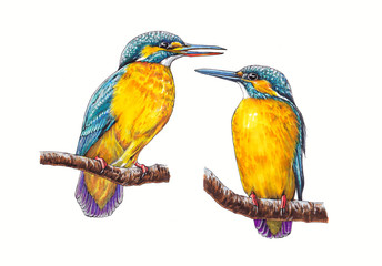 Hand-drawn kingfishers on the white background (isolated)