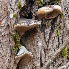 Willow bracket, also called fire sponge,  Phellinus igniarius
