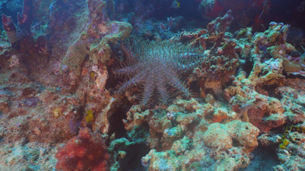 Crown thorns starfish amongst the coral. Hard and soft corals. Diving and snorkeling in the tropical sea. Travel concept.