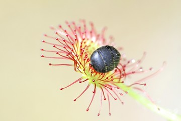 Round-leaved sundew ( Drosera rotundifolia), a carnivorous plant