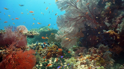 Fish and coral reef. Tropical fish on a coral reef. Wonderful and beautiful underwater world with corals and tropical fish. Hard and soft corals. Diving and snorkeling in the tropical sea. Travel