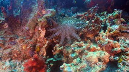 Crown of thorn starfish coral reef. Dive, underwater world, corals and tropical fish. Bali,Indonesia. Diving and snorkeling in the tropical sea.