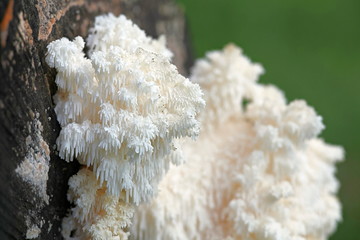 Coral tooth fungus © Henri Koskinen