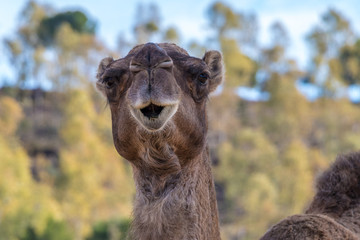 Camel, Dromedary (Camelus dromedarius)