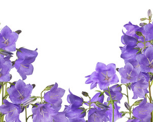isolated violet bellflowers half frame