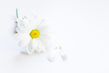 Obraz premium White flower without two petals