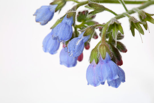 Inflorescence of blue flowers Symphytum officinalis isolated on a gray background, macro.