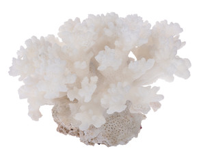 Fototapeta premium light coral side view isolated on white