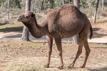 Camel, Dromedary (Camelus dromedarius)