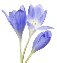 light blue crocus three flower isolated on white