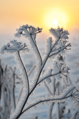 Dry flowers covered with drooping frost on the background of the sunrise. A beautiful winter natural look.
